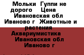 Мольки  Гуппи не  дорого. › Цена ­ 40 - Ивановская обл., Иваново г. Животные и растения » Аквариумистика   . Ивановская обл.,Иваново г.